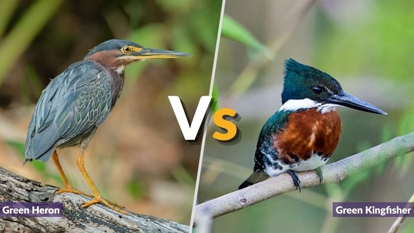 Green Heron vs Green Kingfisher