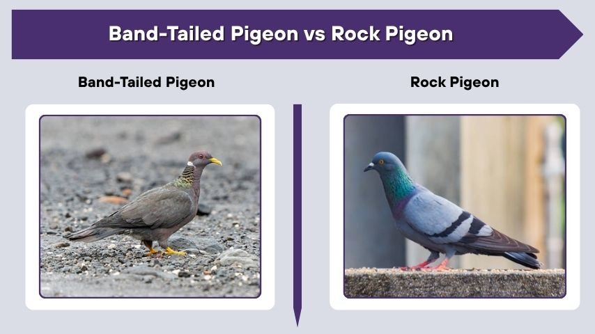 Band-Tailed Pigeon vs Rock Pigeon