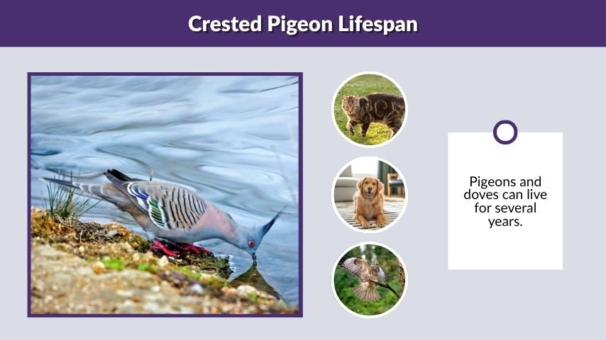 Crested Pigeon Lifespan