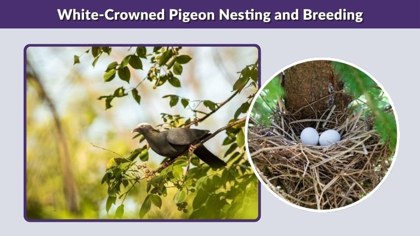 White-Crowned Pigeon Nesting and Breeding