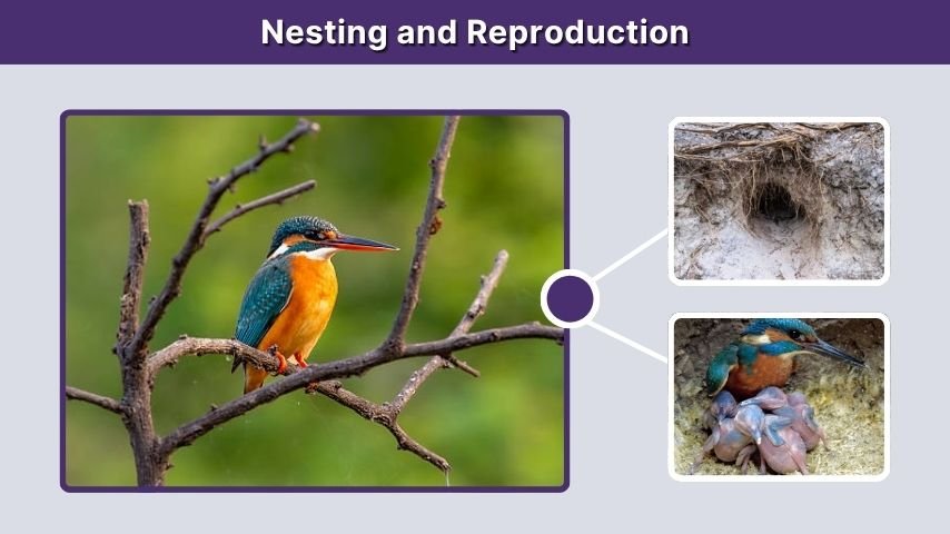 Nesting and Reproduction