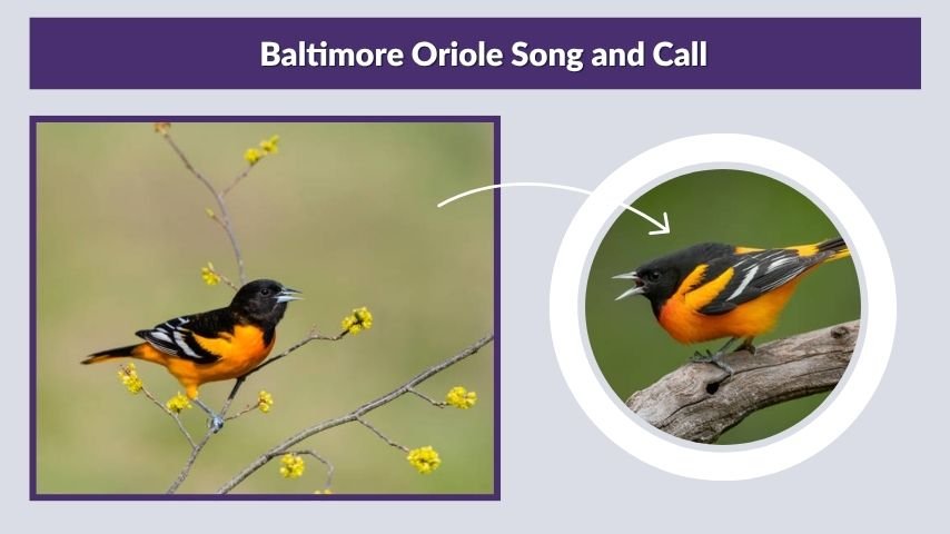Baltimore Oriole Song and Call