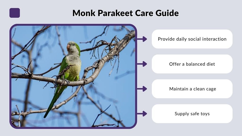 Monk Parakeet Care Guide