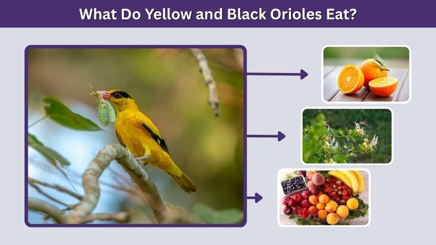 What Do Yellow and Black Orioles Eat?