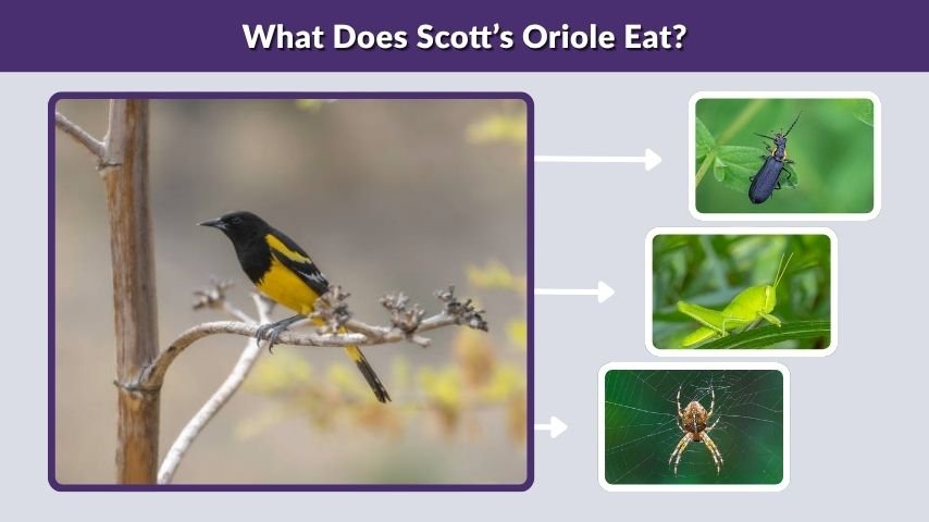 What Does Scott’s Oriole Eat?