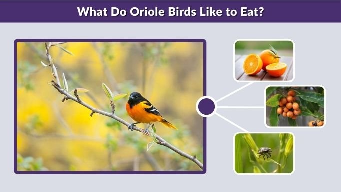 What Do Oriole Birds Like to Eat?