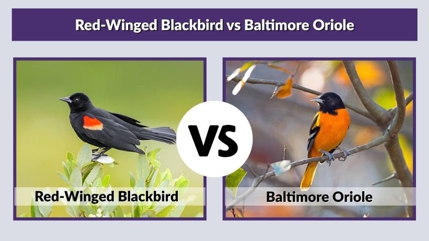 Red-Winged Blackbird vs Baltimore Oriole