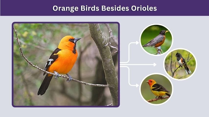 Orange Birds Besides Orioles