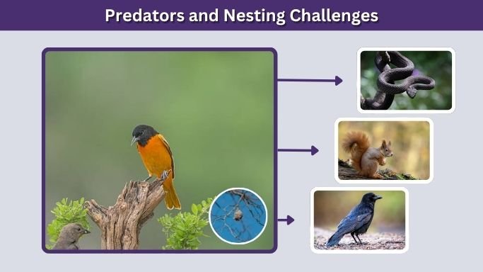 Predators and Nesting Challenges