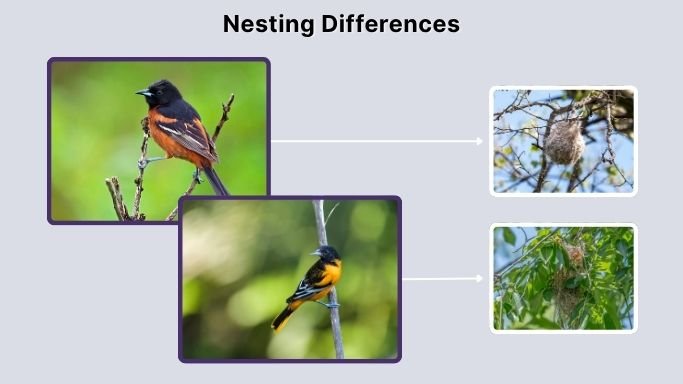 Nesting Differences