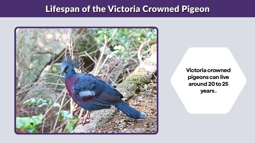 Lifespan of the Victoria Crowned Pigeon