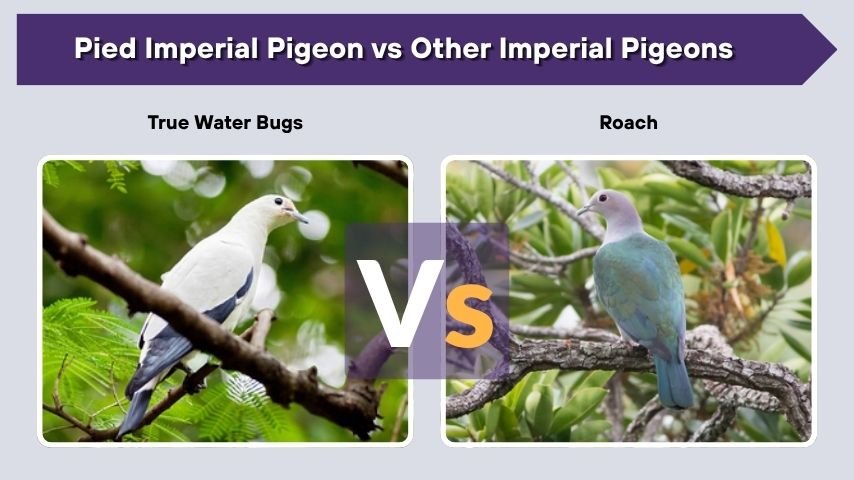 Pied Imperial Pigeon vs Other Imperial Pigeons
