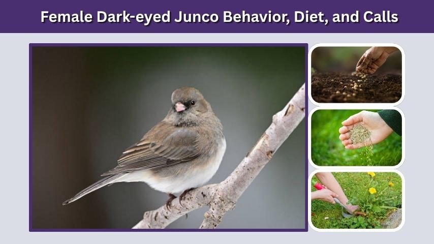 Female Dark-eyed Junco Behavior, Diet, and Calls