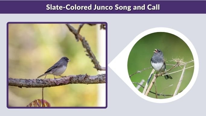 Slate-Colored Junco Song and Call