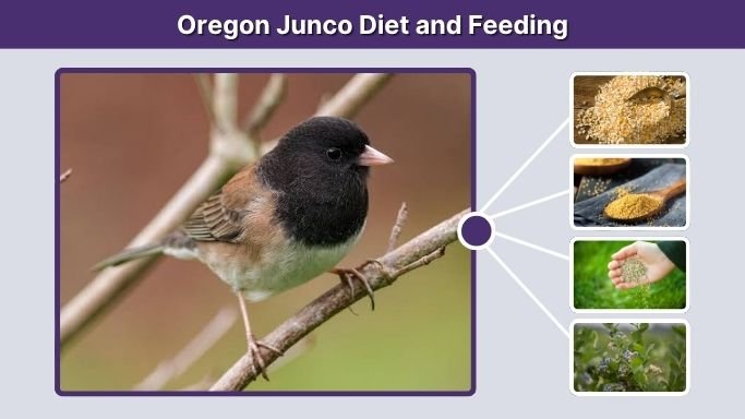 Oregon Junco Diet and Feeding