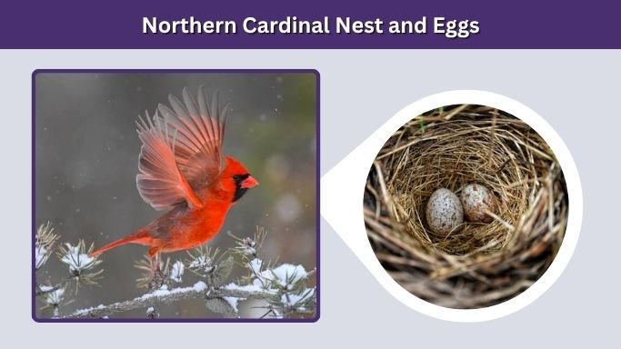 Northern Cardinal Nest and Eggs