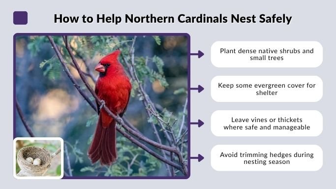How to Help Northern Cardinals Nest Safely