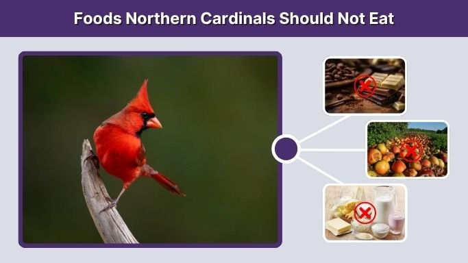 Foods Northern Cardinals Should Not Eat