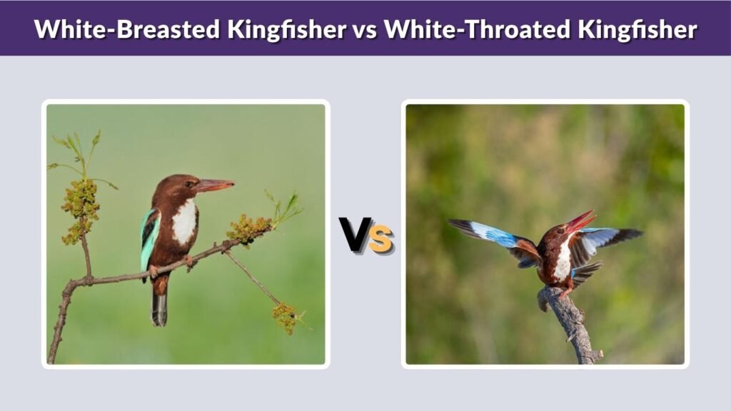 White-Breasted Kingfisher vs White-Throated Kingfisher