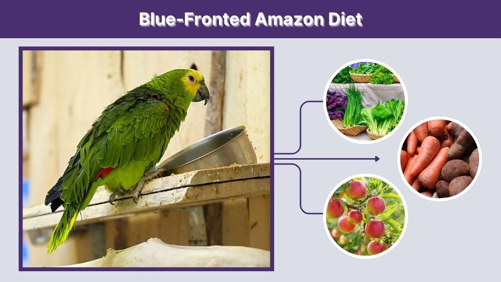 Blue-Fronted Amazon Diet