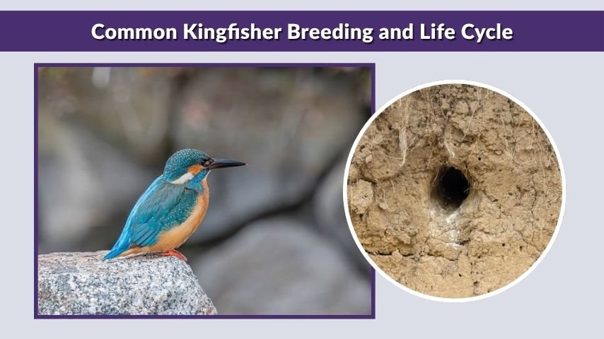 Common Kingfisher Breeding and Life Cycle