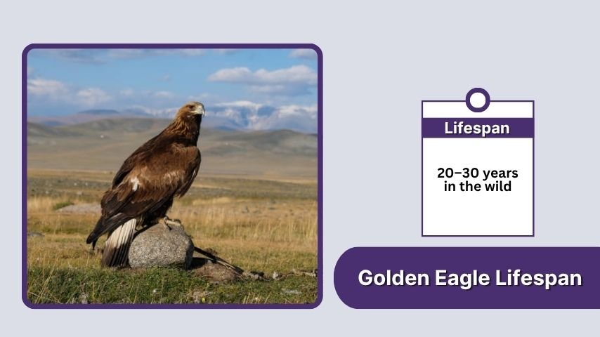 Golden Eagle Lifespan