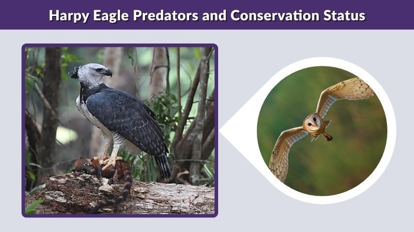 Harpy Eagle Predators and Conservation Status
