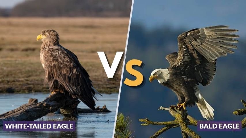 White-Tailed Eagle vs Bald Eagle