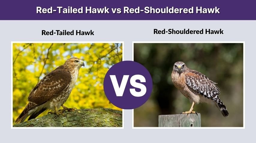 Red-Tailed Hawk vs Red-Shouldered Hawk