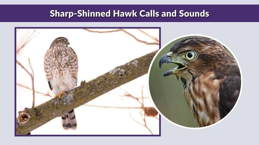 Sharp-Shinned Hawk Calls and Sounds