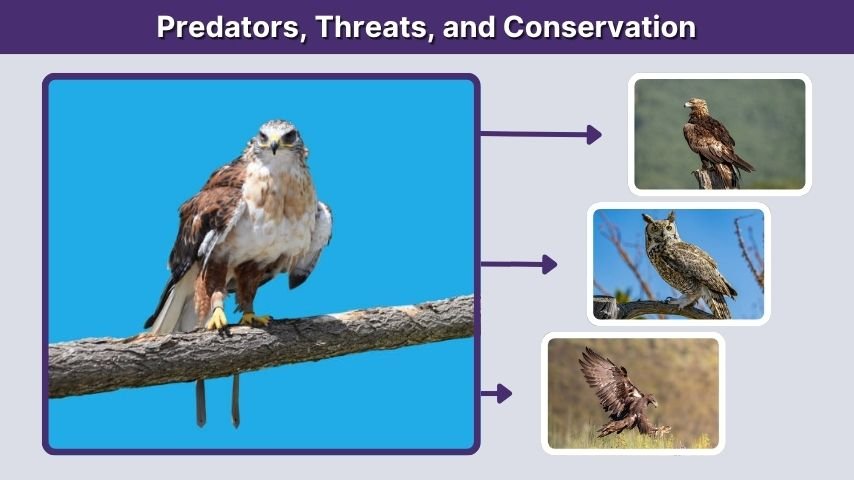 Predators, Threats, and Conservation