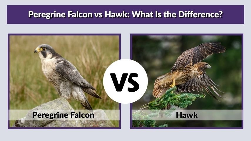 Peregrine Falcon vs Hawk: What Is the Difference?