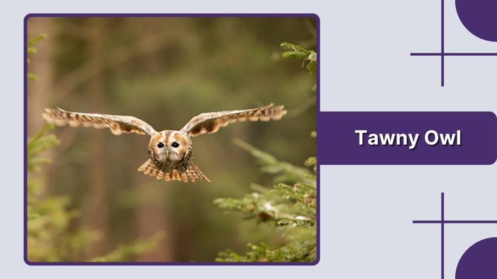Tawny Owl