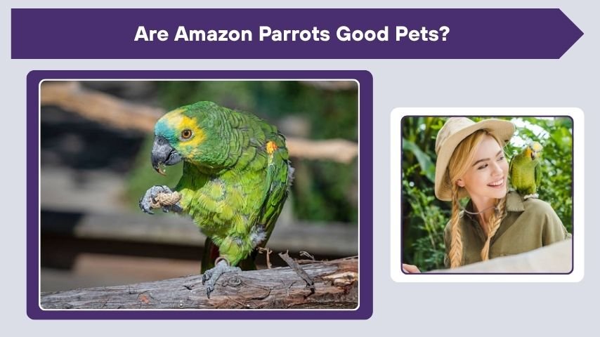 Are Amazon Parrots Good Pets?