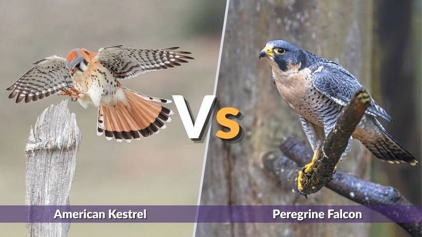 American Kestrel vs Other Birds