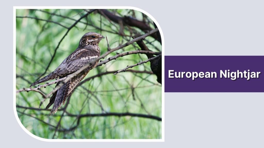 European Nightjar