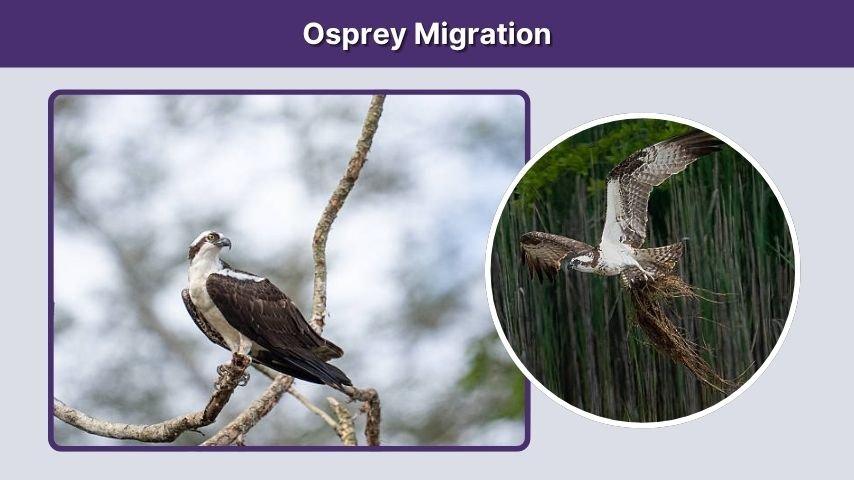 Osprey Migration