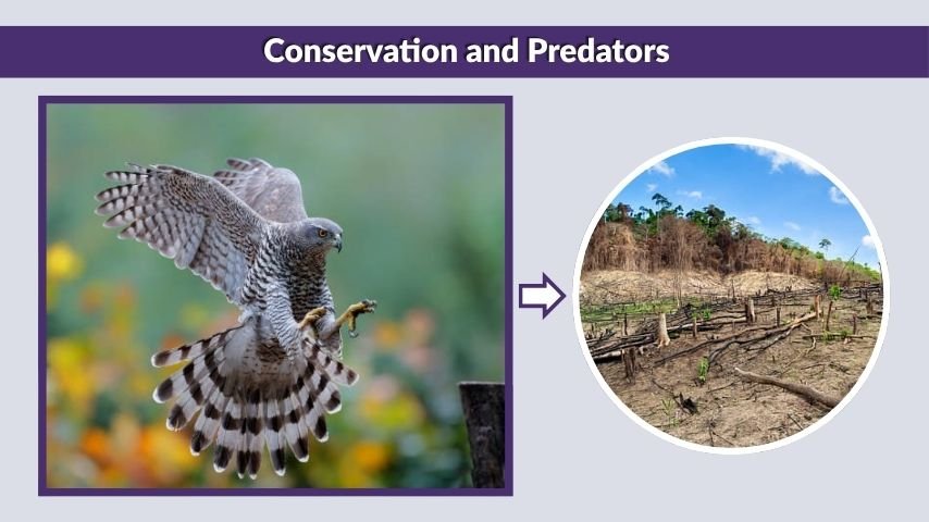 Conservation and Predators