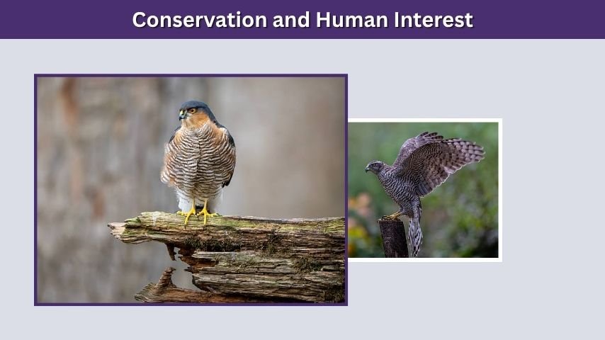 Conservation and Human Interest