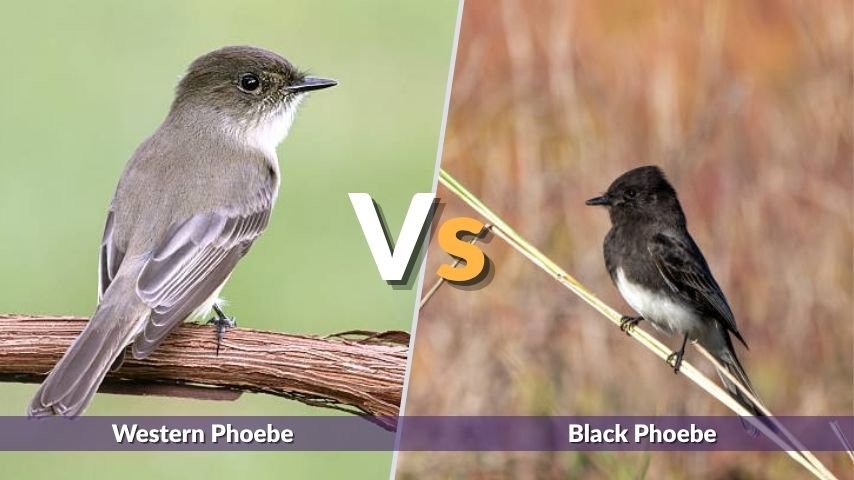 Western Phoebe vs Similar Birds