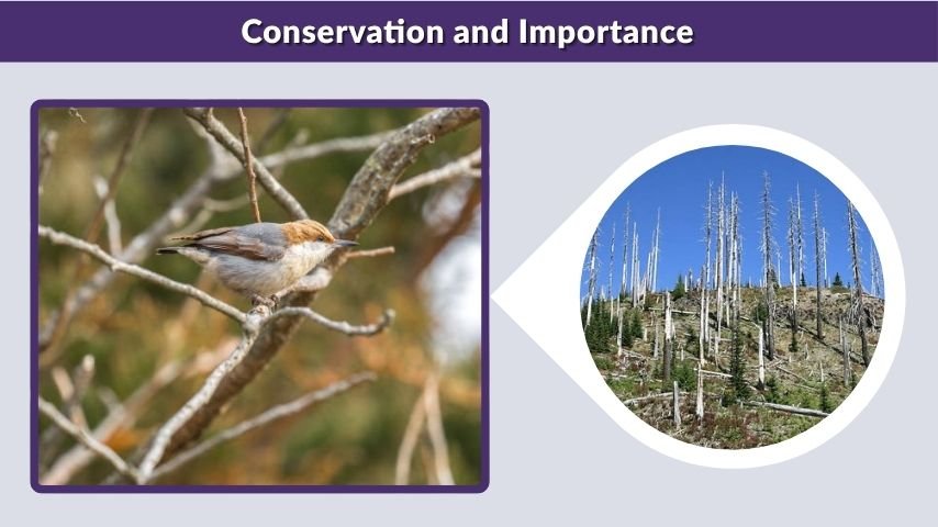 Conservation and Importance
