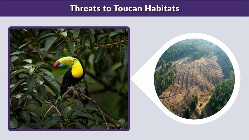 Threats to Toucan Habitats