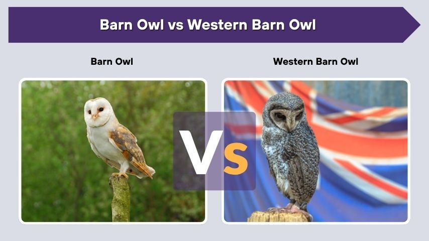 Barn Owl vs Western Barn Owl