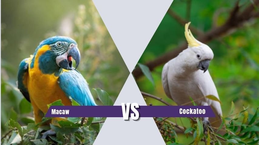 Macaw vs Cockatoo