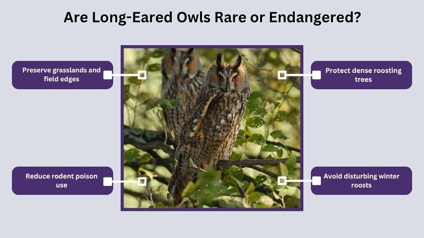 Are Long-Eared Owls Rare or Endangered?