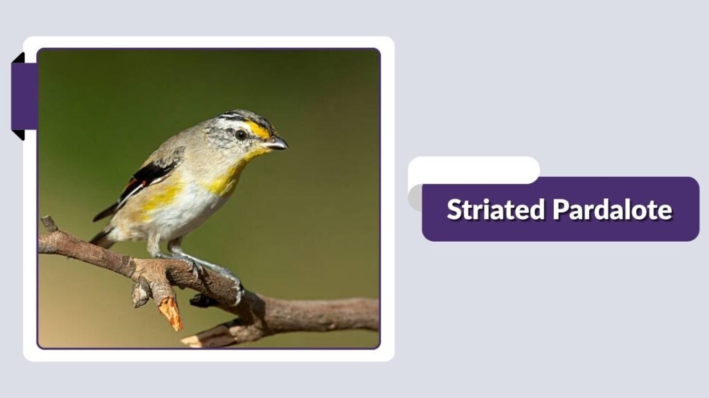 Striated Pardalote