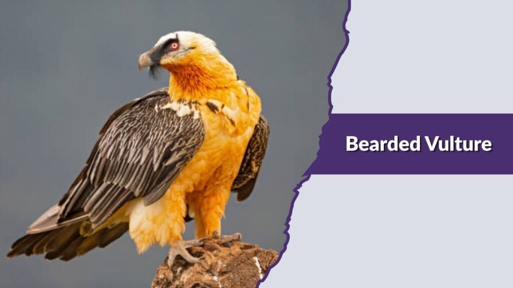  Bearded Vulture