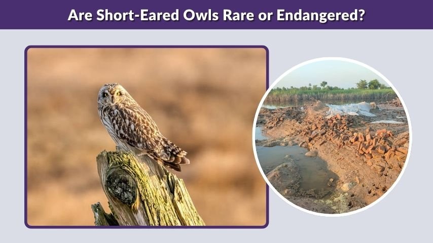 Are Short-Eared Owls Rare or Endangered?