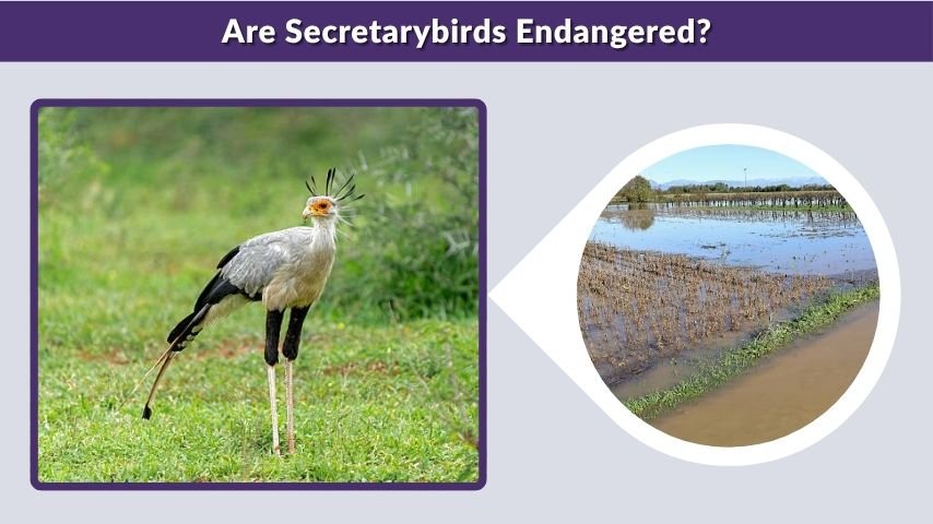 Are Secretarybirds Endangered?