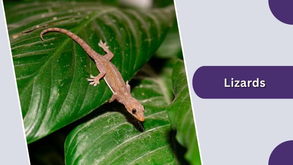Lizards